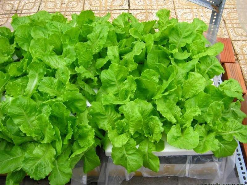 Khám phá cách trồng xà lách xanh tại nhà, giúp bạn có những mẻ rau tươi ngon, đảm bảo an toàn cho sức khỏe của cả gia đình.