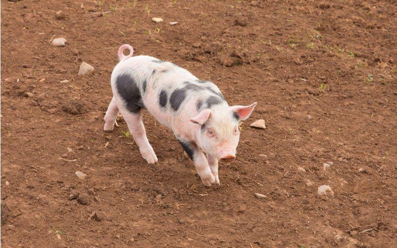 Giá heo hơi hôm nay 27/5: Điều chỉnh giảm nhẹ tại một số khu vực
