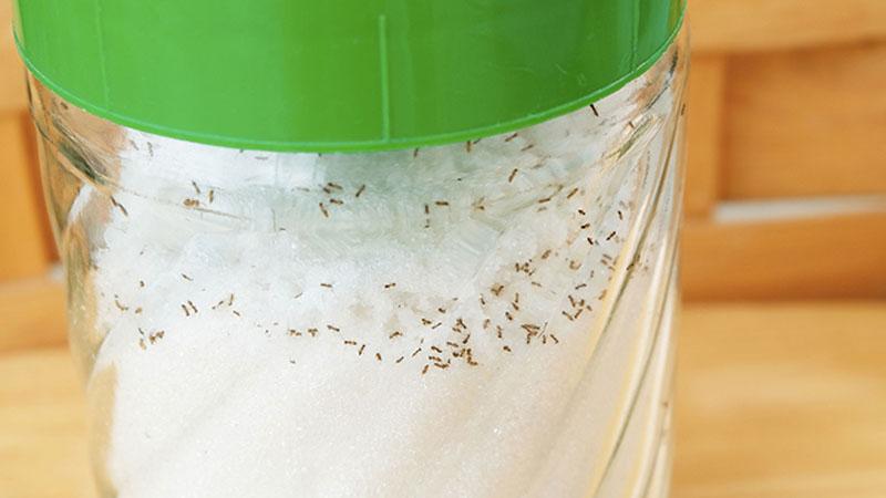Kiến đã lẻn vào nồi cơm và hũ đường? Đừng lo, hãy thử ngay tuyệt chiêu đuổi chúng chỉ trong tích tắc.