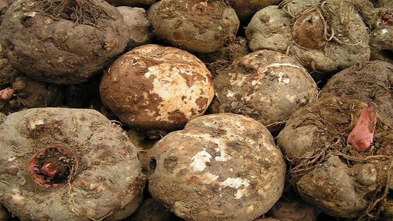 Glucomannan là một loại chất xơ tự nhiên được biết đến với khả năng hỗ trợ quá trình giảm cân. Vậy glucomannan có thực sự giúp giảm cân như lời đồn?