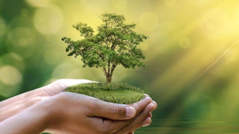Mệnh Mộc phù hợp với cây cảnh nào? Khám phá 13 loại cây mang đến tài lộc và may mắn cho người mang mệnh Mộc.