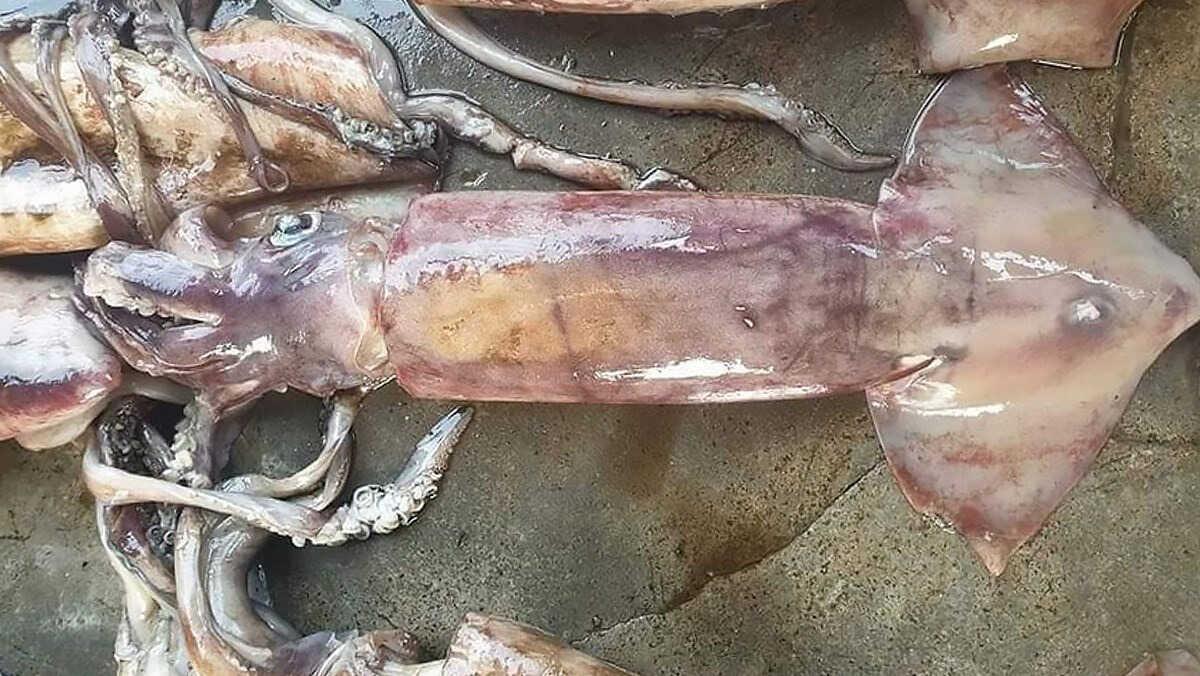 Mực xà là loài mực gì? Nó có độc hay không? Cách chế biến các món ngon từ mực xà là gì? Hãy cùng khám phá.