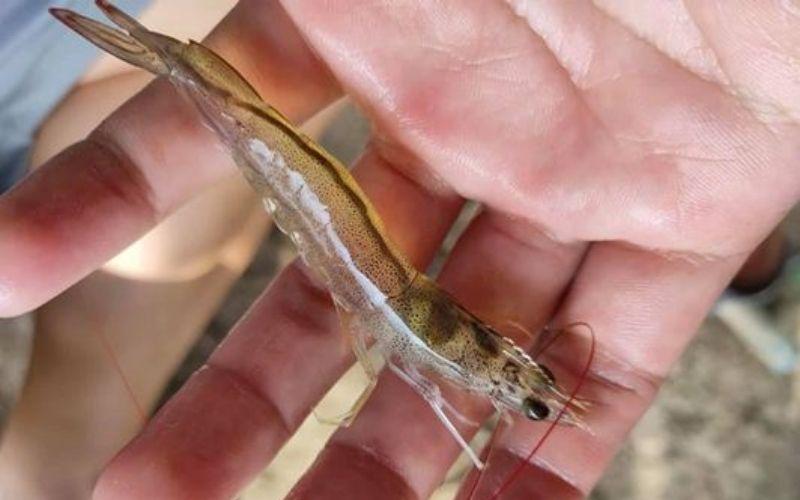 Tại sao bác sĩ lại khuyến cáo loại bỏ chỉ tôm, dù đây là món ăn giàu dinh dưỡng và phổ biến trong bữa cơm hàng ngày?
