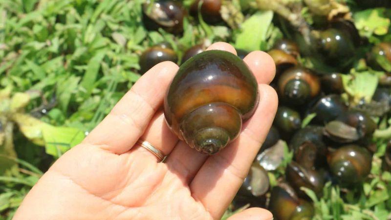 Có nên ăn ốc bươu vàng? Những điều cần lưu ý khi thưởng thức loại ốc này.