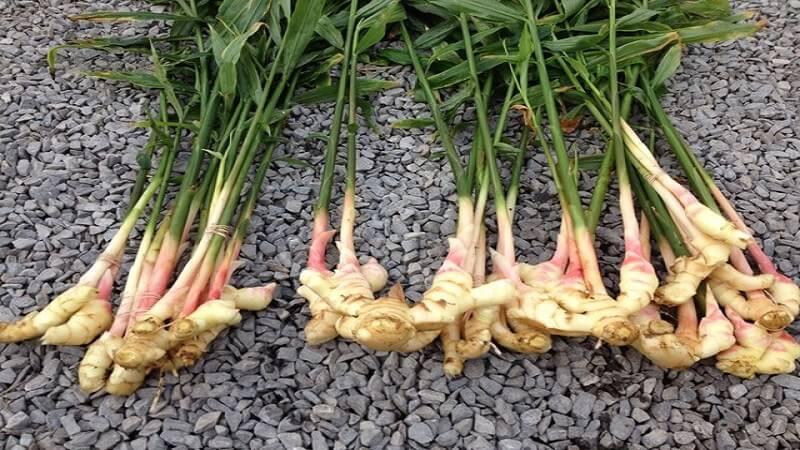 Chia sẻ bí quyết làm mờ vết thâm đầu gối chỉ với một nguyên liệu đơn giản, dễ tìm ngay trong căn bếp của bạn.