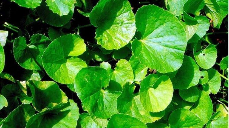 Bà bầu có nên sử dụng rau má trong thai kỳ? Những điều cần lưu ý khi thêm rau má vào chế độ ăn uống