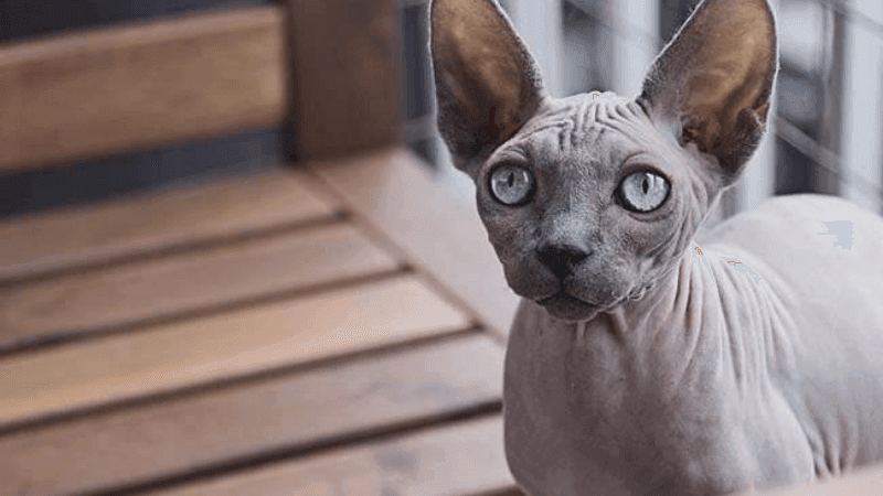 Mèo Sphynx (hay còn gọi là mèo Ai Cập) là giống mèo không lông với hình dáng đặc biệt và kỳ lạ. Mặc dù có vẻ ngoài khác biệt, chúng lại được yêu thích trong giới thượng lưu và đang trở thành một trong những giống mèo phổ biến. Hãy cùng khám phá những đặc điểm, nguồn gốc, giá trị và cách chăm sóc mèo Sphynx.