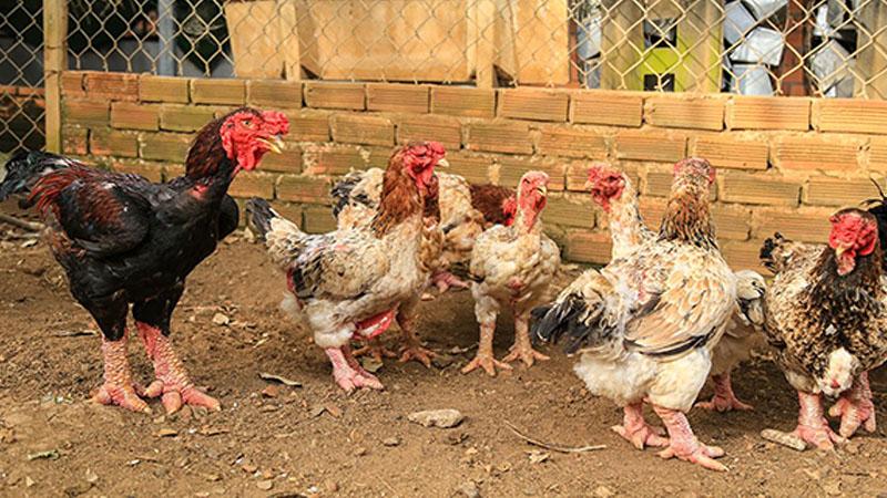 Gà Đông Tảo là loài gà đặc sản quý hiếm, nổi bật với đặc điểm ngoại hình độc đáo và giá trị dinh dưỡng cao. Bạn có thắc mắc về giá của Gà Đông Tảo hiện nay và nơi nào có thể mua giống gà này?
