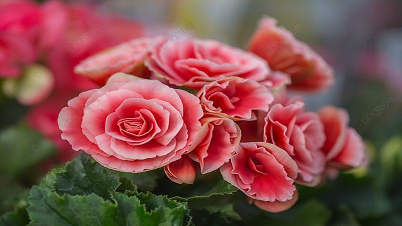 Khám phá ý nghĩa, cách trồng và chăm sóc hoa thu hải đường để hoa nở đều và rực rỡ