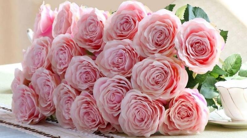 Hoa hồng phấn: Ý nghĩa sâu sắc, cách trồng và chăm sóc chi tiết