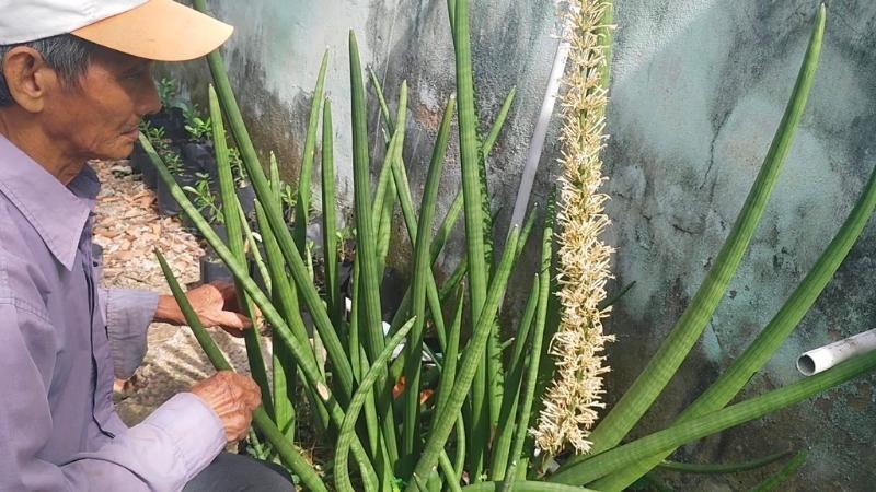 Cây ngà voi: Một loài cây phong thủy độc đáo với hình dáng giống ngà voi, mang đến vẻ đẹp tinh tế và may mắn cho không gian sống. Được trồng phổ biến trong các gia đình, sân vườn, cây ngà voi không chỉ là điểm nhấn thẩm mỹ mà còn có ý nghĩa sâu sắc trong phong thủy.