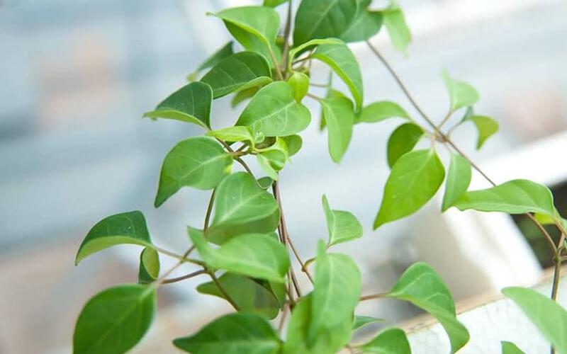 Lá giang là gì? Những công dụng tuyệt vời và các bài thuốc, món ăn chữa bệnh từ lá giang mà bạn chưa biết đến.