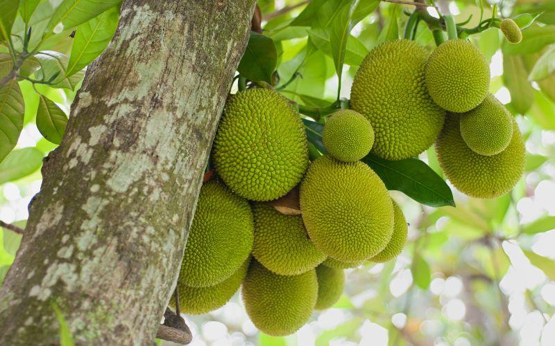 Giá mít Thái ngày 09/03/2024: Mức giá có sự điều chỉnh nhẹ theo xu hướng tăng