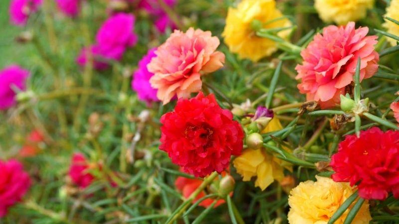 Hoa mười giờ: Tìm hiểu về vẻ đẹp, ý nghĩa và các loại hoa mười giờ, cách trồng và chăm sóc chúng dễ dàng để mang lại không gian sống sinh động.