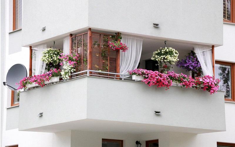 Những cây trồng ban công hướng Tây sẽ làm dịu mát không gian, mang đến làn gió tươi mới cho ngôi nhà của bạn.