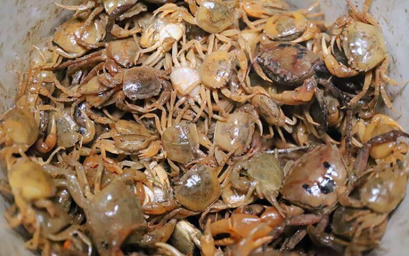 Cua đồng – một món quà thiên nhiên tuyệt vời, không chỉ là đặc sản thơm ngon mà còn mang lại vô số lợi ích cho sức khỏe của con người.
