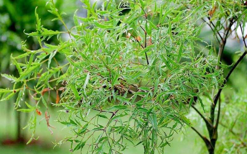 Liệu người bị tiểu đường có thể sử dụng lá đinh lăng không?