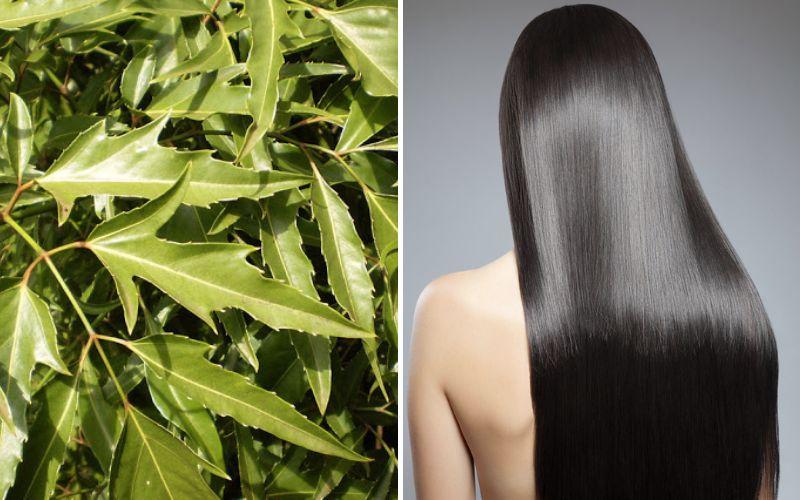 Khám phá 5 phương pháp gội đầu bằng lá đinh lăng để có mái tóc mềm mại, bóng mượt như ý muốn
