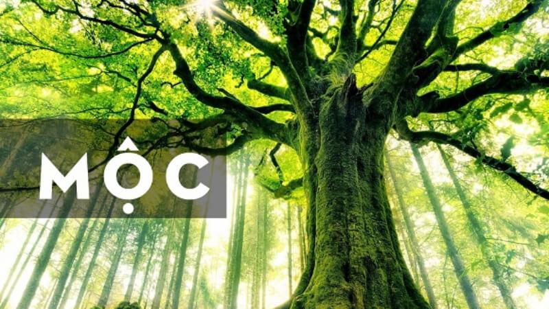 Người mệnh Mộc nên chọn hình xăm nào phù hợp?