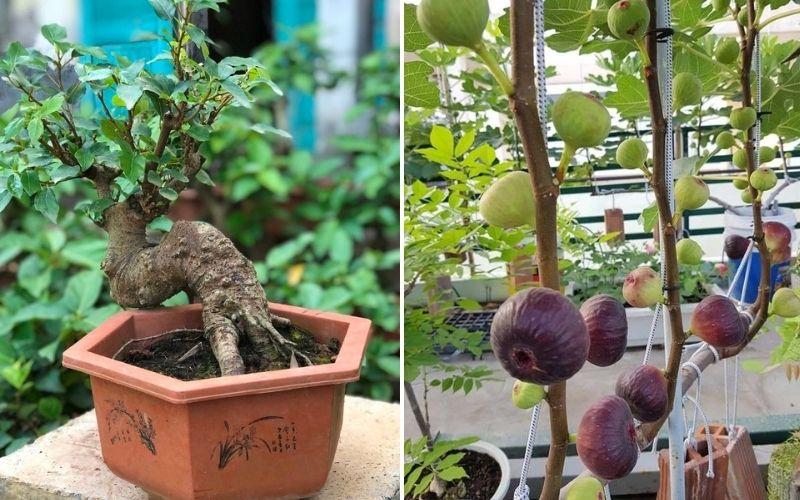 Khám phá nghệ thuật tạo dáng cây sung bonsai đẹp - Kỹ thuật tạo hình đơn giản nhưng hiệu quả.