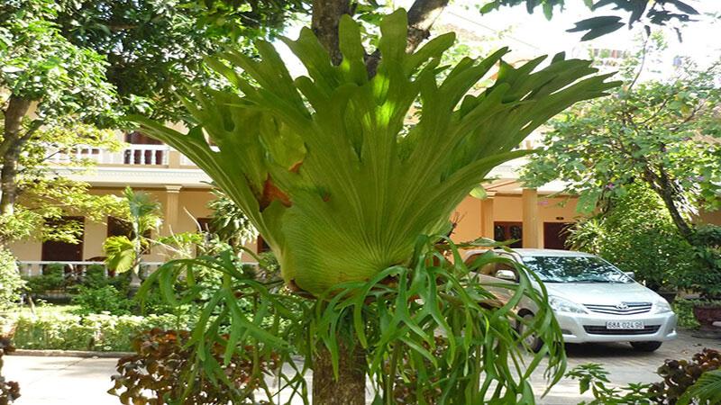 Cây ổ rồng: Nguồn gốc, đặc điểm và những công dụng chữa bệnh hữu ích