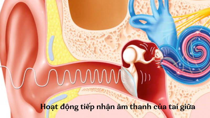 Khám phá nguyên nhân và biện pháp phòng ngừa hiện tượng ù tai phải