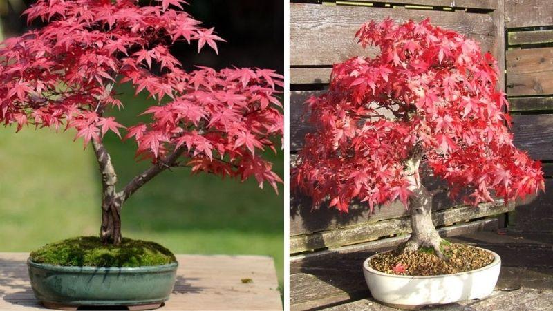 Khám phá 20 loài cây bonsai đẹp mắt nhất Việt Nam, mang đến sự hài hòa và phong thủy tuyệt vời cho không gian sống.