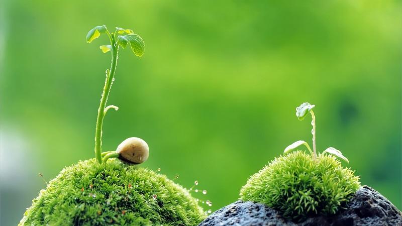 Hướng dẫn cách đeo nhẫn phong thuỷ mệnh Mộc để thu hút tài lộc và vận may.