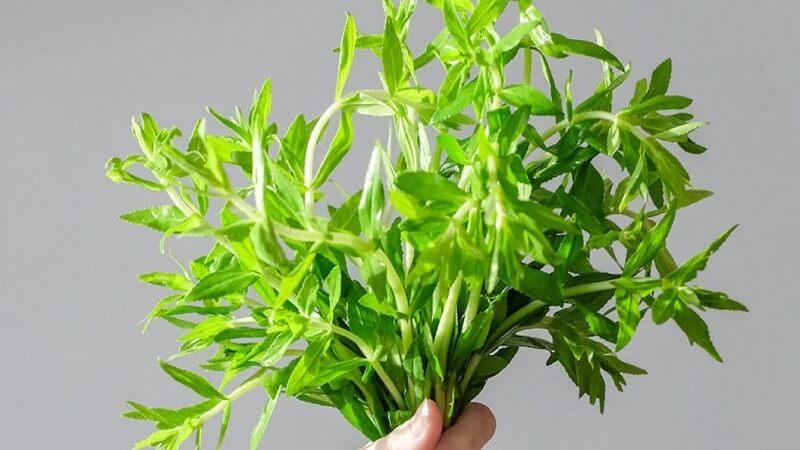 Sự thật về việc sử dụng rau ngổ kết hợp nước dừa để điều trị sỏi tiết niệu
