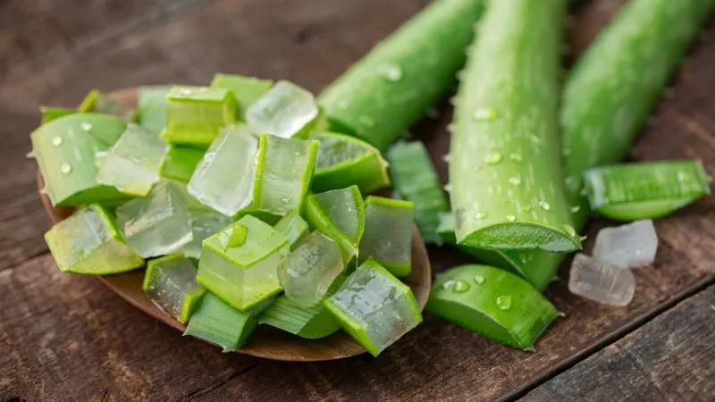 Trẻ bị bọ chét cắn nên làm gì? 10 phương pháp trị bọ chét cắn tại nhà hiệu quả