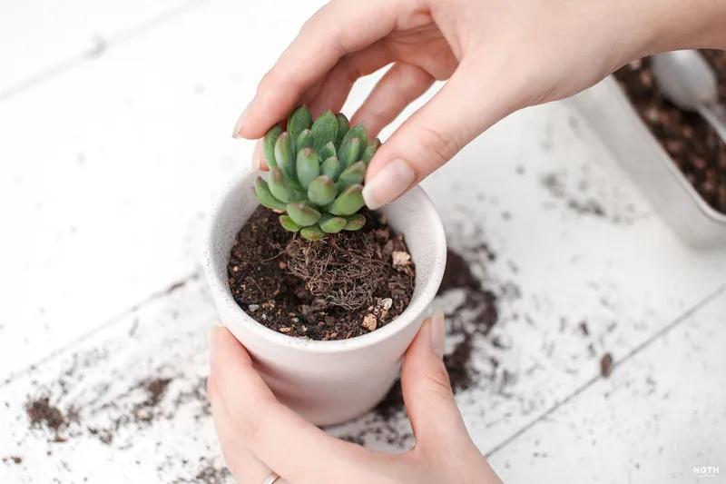 Hướng dẫn trồng và chăm sóc sen đá khi mới mua về