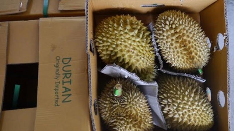 Khám phá những phương pháp bảo quản sầu riêng tươi lâu, đơn giản và hiệu quả.