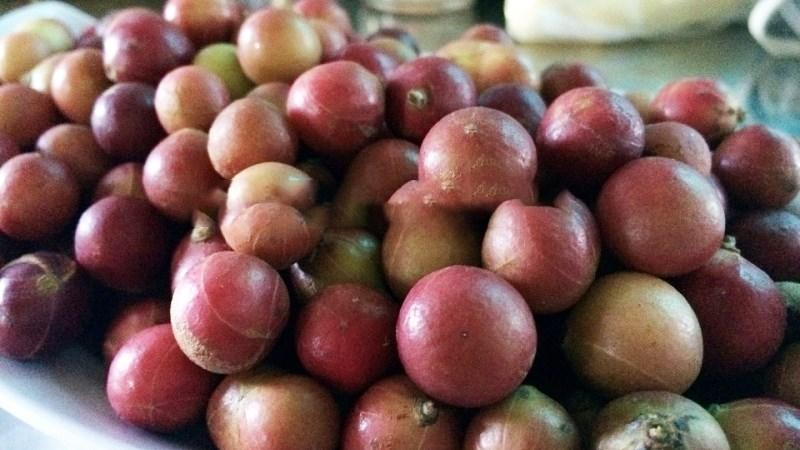 Trái da đá - một đặc sản nổi tiếng của Ninh Thuận, hiện nay đang được nhiều người săn đón vì hương vị độc đáo.