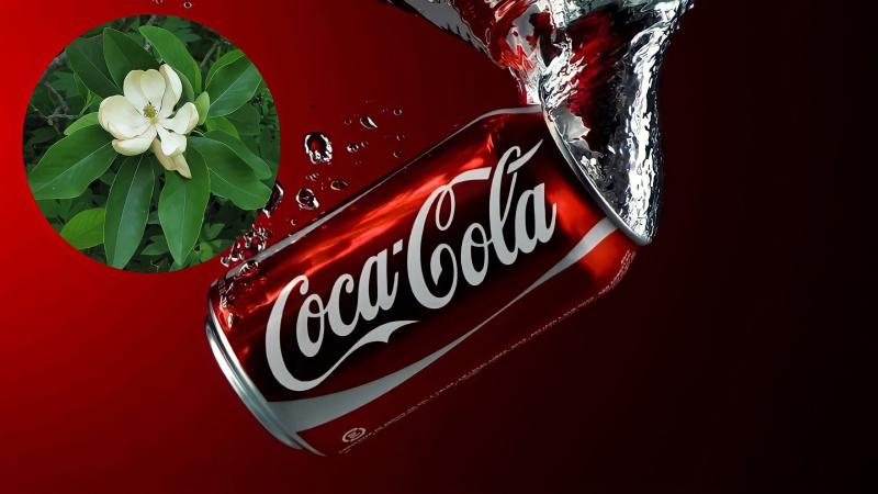 Coca không chỉ là đồ uống giải khát mà còn là bí quyết tuyệt vời trong việc chăm sóc cây cối, mang lại hiệu quả bất ngờ.