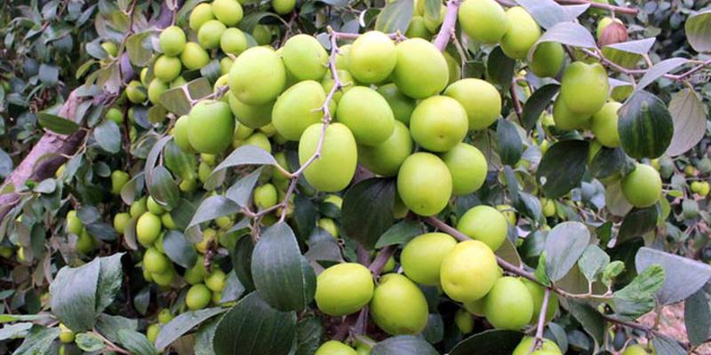 Công dụng chữa bệnh tuyệt vời từ táo ta