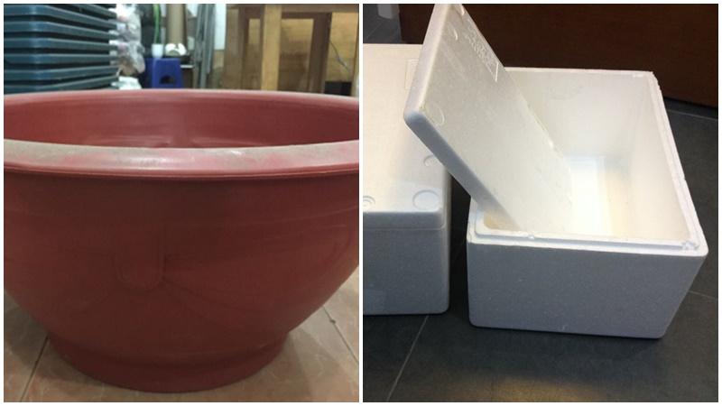 Khám phá bí quyết trồng cây đu đủ trong chậu để thu hoạch trái ngọt quanh năm.