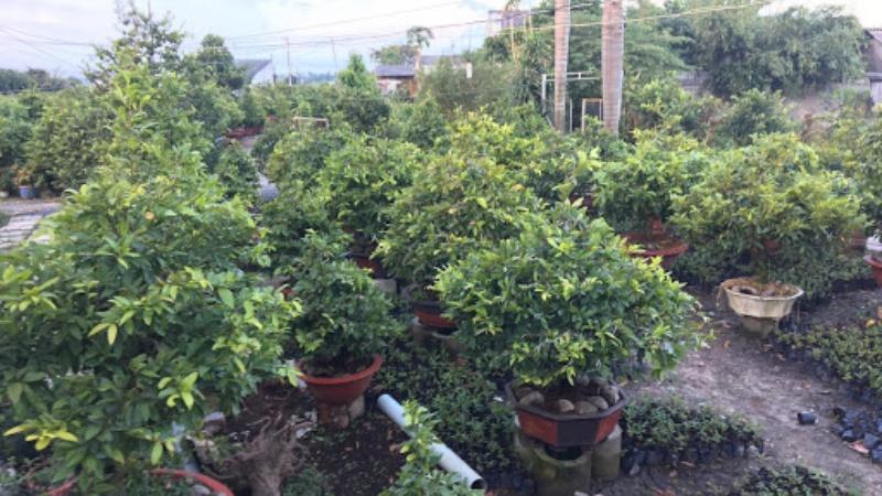 Hướng dẫn bứng và chăm sóc mai sau khi chuyển vào chậu một cách chuẩn xác.