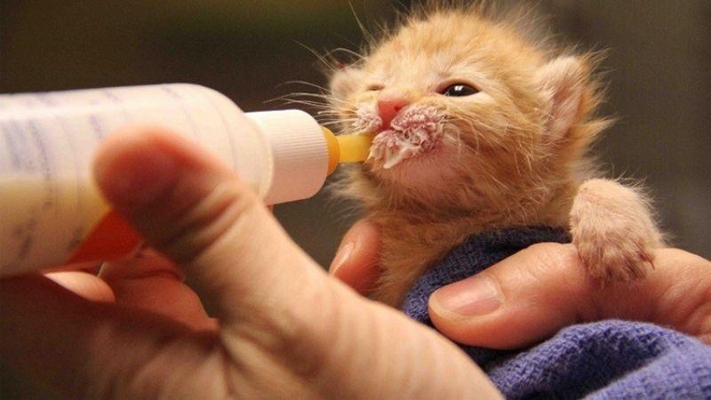 Mèo có nên uống sữa không? Top 7 loại sữa bột hàng đầu cho mèo con mà bạn không thể bỏ qua.