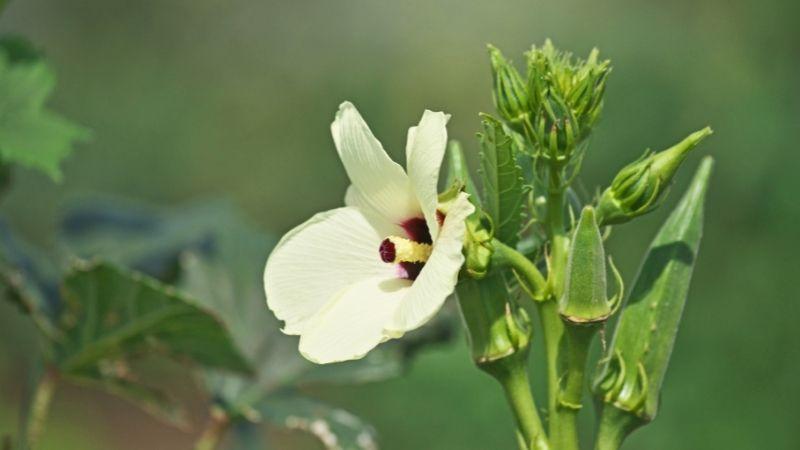 100g đậu bắp cung cấp bao nhiêu calo? Liệu ăn đậu bắp có thể làm tăng cân không?