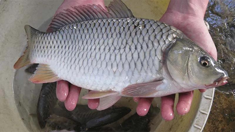 Mẹ bầu ăn cá chép có giúp an thai như lời đồn?