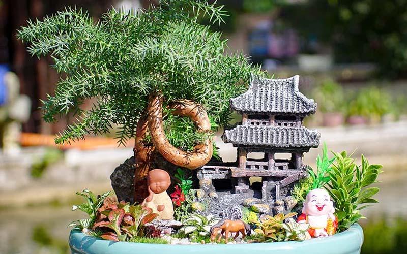 Cây tùng xương cá: Đặc điểm nổi bật và giá trị phong thủy