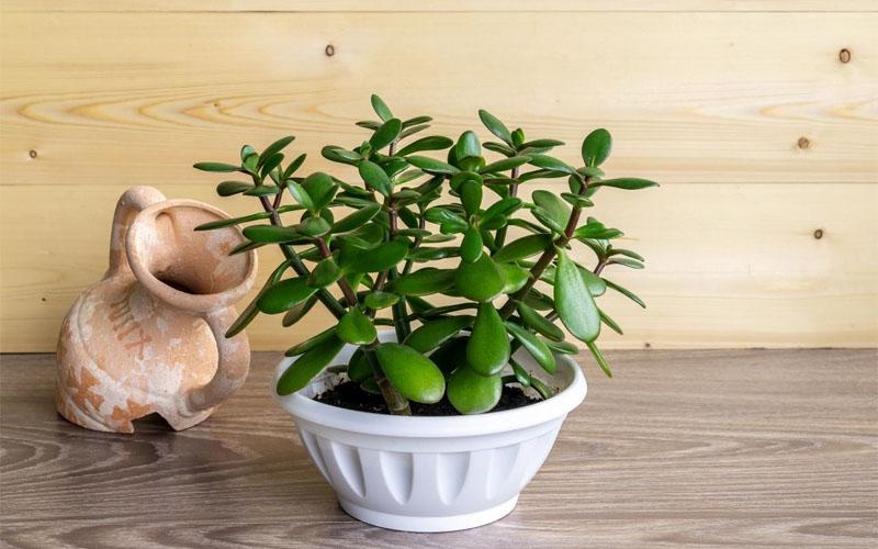 Tìm hiểu đặc điểm, nguồn gốc và ý nghĩa sâu sắc của cây ngọc bích