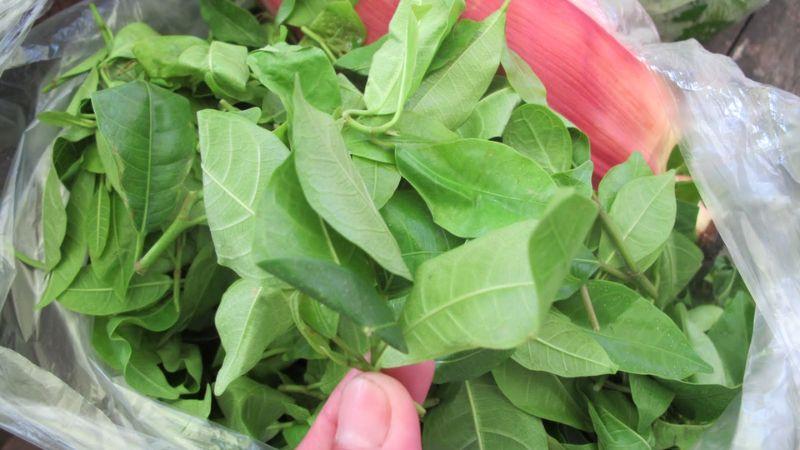 Rau mít rừng, một đặc sản của Hòa Bình, có giá trị lên tới 60.000đ/kg.