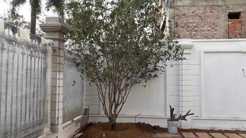 Ý nghĩa, cách trồng và công dụng tuyệt vời của cây mộc hương