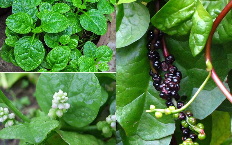 Khám phá 12 lợi ích tuyệt vời của rau mồng tơi và những lưu ý khi sử dụng đúng cách