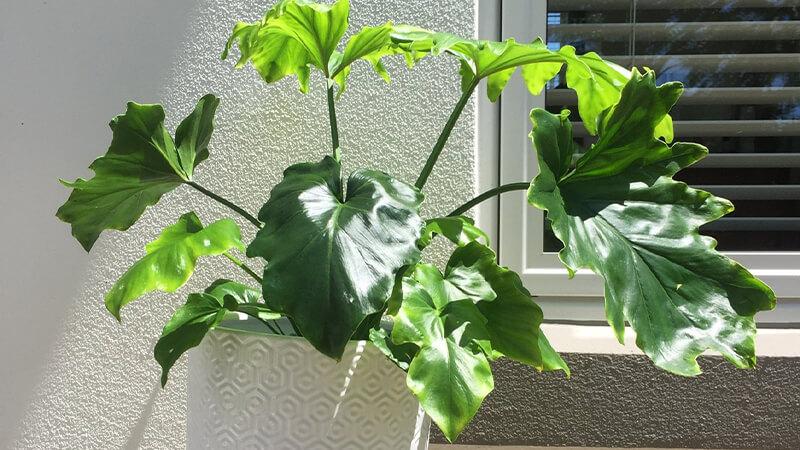 Khám phá những giá trị phong thủy và cách chăm sóc cây trầu bà thanh xuân để mang lại may mắn cho không gian sống của bạn