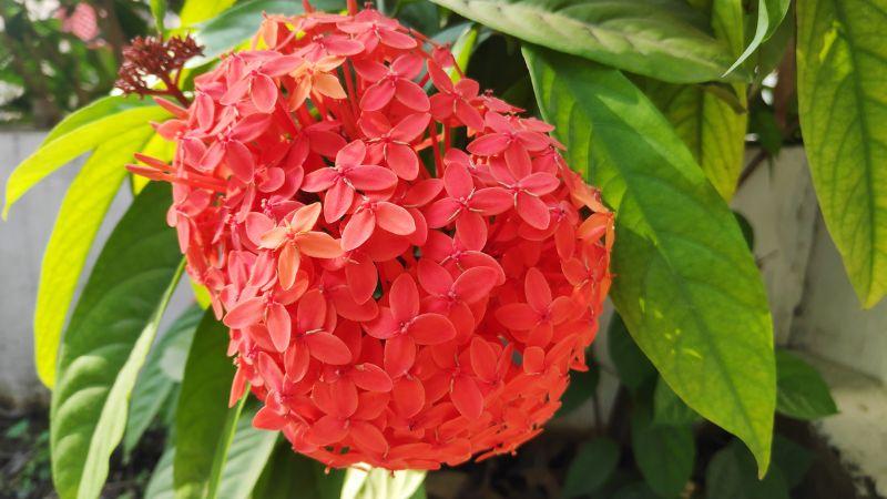 Khám phá ý nghĩa của cây bông trang, cùng hình ảnh và hướng dẫn chi tiết về cách trồng, chăm sóc cây tại nhà.