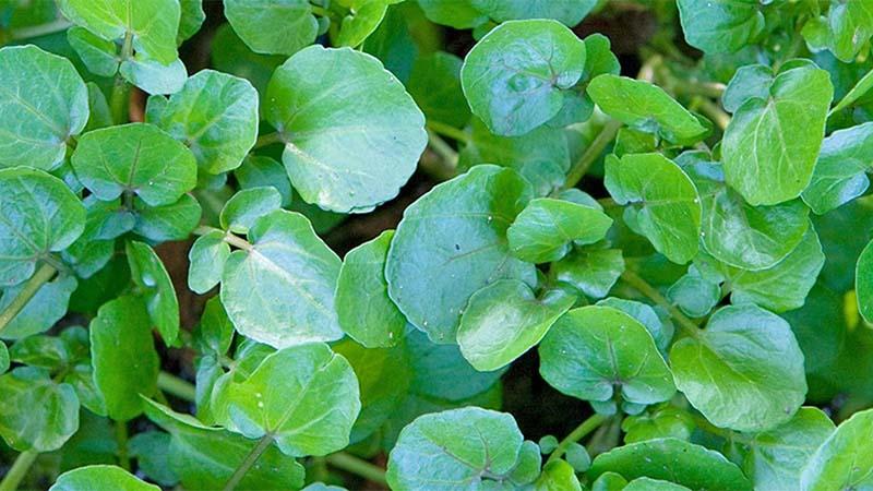 Cải xoong – một loại rau bổ dưỡng, không thể thiếu trong mỗi gia đình