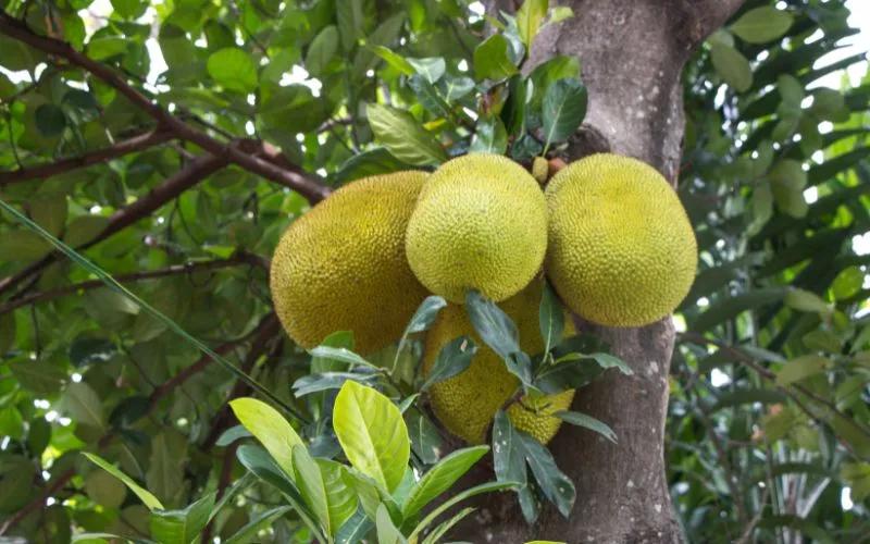 Giá mít Thái hôm nay, 10/4/2024: Vẫn ổn định và không có sự biến động rõ rệt.