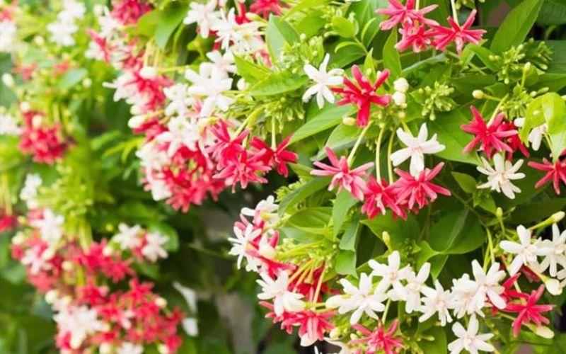Khám phá sự tích và ý nghĩa sâu sắc của hoa sử quân tử – điều ít người biết đến